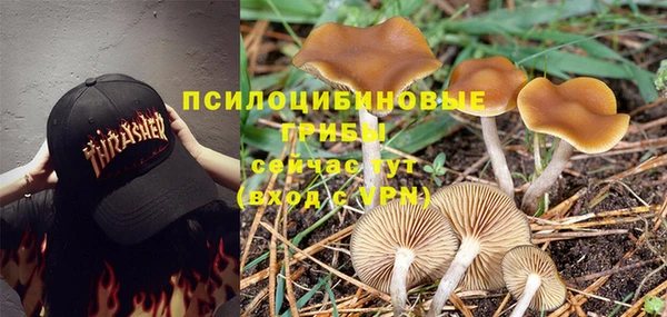 прущие грибы Новодвинск