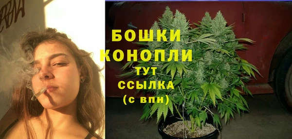 прущие грибы Новодвинск