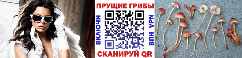 Псилоцибиновые грибы Cubensis  где купить наркоту  Кувандык 